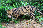 Clouded leopard prowling forest floor Dr. Alexander Sliwa cat,cats,feline,felidae,predator,carnivore,wild cat,eyes,face,close up,coat,fur,furry,whiskers,leopard,pattern,patterned,camouflage,forest,forests,profile,tongue,mouth,lick,licking,small cats,Clouded leopard,Neofelis nebulosa,Chordates,Chordata,Mammalia,Mammals,Carnivores,Carnivora,Felidae,Cats,Carnivorous,Appendix I,Scrub,Terrestrial,Temperate,Vulnerable,nebulosa,Animalia,Neofelis,Asia,Tropical,Arboreal,IUCN Red List