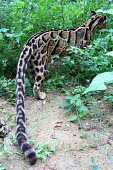 Clouded leopard prowling forest floor cat,cats,feline,felidae,predator,carnivore,wild cat,close up,coat,fur,furry,leopard,pattern,patterned,camouflage,forest,forests,back,tail,small cats,Clouded leopard,Neofelis nebulosa,Chordates,Chordat