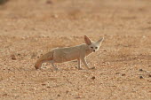 Fennec fox in the desert fox,canine,desert fox,desert,sand,fennec,ears,ear,adaptation,deserts,small,cute,face,tail,negative space,beige,foxes,dogs,dog,canid,canidae,Fennec fox,Vulpes zerda,Mammalia,Mammals,Dog, Coyote, Wolf,