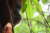 Face of an of adult orangutan in a tree face,adult,close up,canopy,shallow focus,eyes,orangutan,ape,great ape,apes,great apes,primate,primates,jungle,jungles,forest,forests,rainforest,hominidae,hominids,hominid,Asia,Sumatra,Sumatran,Indones