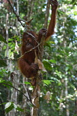 A baby orangutan climbing a tree baby,young,juvenile,hanging,hairy,negative space,bokeh,cute,innocent,face,close up,canopy,climb,climbing,shallow focus,eyes,orangutan,ape,great ape,apes,great apes,primate,primates,jungle,jungles,fore