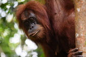 An adult orangutan up a tree, looking at the camera face,adult,close up,canopy,shallow focus,eyes,orangutan,ape,great ape,apes,great apes,primate,primates,jungle,jungles,forest,forests,rainforest,hominidae,hominids,hominid,Asia,Sumatra,Sumatran,Indones