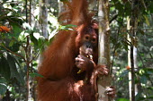 An orangutan hanging in a tree face,close up,canopy,shallow focus,eyes,orangutan,ape,great ape,apes,great apes,primate,primates,jungle,jungles,forest,forests,rainforest,hominidae,hominids,hominid,Asia,Sumatra,Sumatran,Indonesia,tro