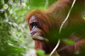 An adult orangutan up a tree face,adult,close up,canopy,shallow focus,eyes,orangutan,ape,great ape,apes,great apes,primate,primates,jungle,jungles,forest,forests,rainforest,hominidae,hominids,hominid,Asia,Sumatra,Sumatran,Indones