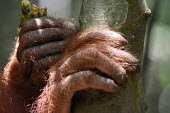 Close up of the hands of an orangutan hands,hand,fingers,finger,fingernail,fingernails,orangutan,ape,great ape,apes,great apes,primate,primates,jungle,jungles,forest,forests,rainforest,hominidae,hominids,hominid,Asia,Sumatra,Sumatran,Indo