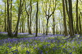 Bluebells in mixed woodland at sunrise Sunrise,sun,woodland,woods,forest,forests,habitat,natural habitats,wildflowers,flowers,meadow,flower meadow,colour,colourful,purple,blue,bluebell,bluebells,bluebell forest,spring,UK,England,trees,Blue