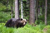 European brown bear stood in Scots pine forest Ursus arctos arctos,European brown bear,Scots pine,pine forest,Ida-Viru region,head,face,close-up,bear,bears,forest,forests,woods,woodland,omnivore,mammal,mammals,vertebrate,vertebrates,terrestrial,fu
