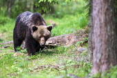 European brown bear walking through Scots pine forest Ursus arctos arctos,European brown bear,Scots pine,pine forest,Ida-Viru region,head,face,close-up,bear,bears,forest,forests,woods,woodland,omnivore,mammal,mammals,vertebrate,vertebrates,terrestrial,fu