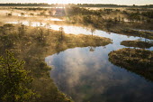 Wetland habitat at sunrise, Endla Nature Reserve, Järva region, Estonia Wetland,wetlands,habitat,habitats,landscape,endangered habitats,water,sunrise,dawn,trees,tree,mist,misty,breeding ground