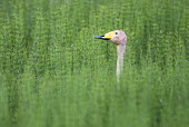 Whooper swan in thickly vegetated pond birds,bird,birdlife,swan,swans,water,rainy,rain,swimming,negative space,lake,pond,ponds and lakes,shallow focus,reeds,reed bed,wetland,Whooper swan,Cygnus cygnus,Waterfowl,Anseriformes,Chordates,Chord