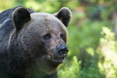 European brown bear close up Ursus arctos arctos,European brown bear,Scots pine,pine forest,Ida-Viru region,head,face,close-up,bear,bears,forest,forests,woods,woodland,omnivore,mammal,mammals,vertebrate,vertebrates,terrestrial,fu