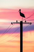 White stork on electricity pylon at sunset sunset,dusk,sky,colourful,colour,pylon,aves,stork,storks,electricity,bird,birds,silhouette,pretty,pink,peach,purple,conservation issues,threats,threat,White stork,Ciconia ciconia,Chordates,Chordata,St