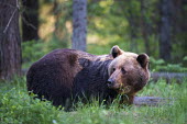 European brown bear close up Ursus arctos arctos,European brown bear,Scots pine,pine forest,Ida-Viru region,head,face,close-up,bear,bears,forest,forests,woods,woodland,omnivore,mammal,mammals,vertebrate,vertebrates,terrestrial,fu
