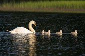 Mute swan with cygnets on lake swans,swan,bird,birds,birdlife,avian,aves,ponds,lakes,pond,lake,reeds,reed bed,wetland,cygnet,cygnets,chicks,chick,baby,babies,reed,habitat,reflection,negative space,green background,Mute swan,Cygnus