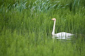 Whooper swan in thickly vegetated pond birds,bird,birdlife,swan,swans,water,rainy,rain,swimming,negative space,lake,pond,ponds and lakes,shallow focus,reeds,reed bed,wetland,Whooper swan,Cygnus cygnus,Waterfowl,Anseriformes,Chordates,Chord