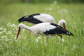 White stork feeding on insects in meadow www.JamesWarwick.co.uk birds,bird,birdlife,avian,aves,stork,storks,bill,walking,meadow,habitat,green background,eating,feeding,forage,foraging,hunting,White stork,Ciconia ciconia,Chordates,Chordata,Storks,Ciconiidae,Ciconiiformes,Herons Ibises Storks and Vultures,Aves,Birds,Cigogne blanche,Asia,Africa,Temperate,Flying,Animalia,Ciconia,Least Concern,Agricultural,ciconia,Carnivorous,Europe,IUCN Red List