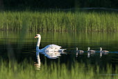 Mute swan (Cygnus olor) with cygnets at edge of lake, Tartu region, Estonia swans,swan,bird,birds,birdlife,avian,aves,ponds,lakes,pond,lake,reeds,reed bed,wetland,cygnet,cygnets,chicks,chick,baby,babies,reed,habitat,reflection,negative space,green background,Mute swan,Cygnus