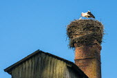 White stork feeding chick at nest built on barn chimney www.JamesWarwick.co.uk birds,bird,storks,nest,nesting,chicks,chick,young,feeding,stick nest,negative space,White stork,Ciconia ciconia,Chordates,Chordata,Storks,Ciconiidae,Ciconiiformes,Herons Ibises Storks and Vultures,Aves,Birds,Cigogne blanche,Asia,Africa,Temperate,Flying,Animalia,Ciconia,Least Concern,Agricultural,ciconia,Carnivorous,Europe,IUCN Red List