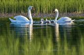 Mute swans (Cygnus olor) with cygnets at edge of lake, Tartu region, Estonia swans,swan,bird,birds,birdlife,avian,aves,ponds,lakes,pond,lake,reeds,reed bed,wetland,cygnet,cygnets,chicks,chick,baby,babies,reed,habitat,reflection,Mute swan,Cygnus olor,Aves,Birds,Chordates,Chorda