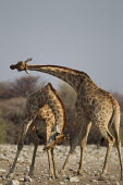 Giraffes 'necking' in dispute fighting,fight,necking,male,confrontation,behaviour,giraffes,males,aggression,Giraffe,Giraffa camelopardalis,Even-toed Ungulates,Artiodactyla,Chordates,Chordata,Mammalia,Mammals,Giraffidae,Giraffes,Te