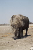 African elephant dust bathing dust bathing,elephants,bathing,dust,behaviour,African elephant,Loxodonata africana,Loxodonta africana,Elephants,Elephantidae,Chordates,Chordata,Elephants, Mammoths, Mastodons,Proboscidea,Mammalia,Mamm