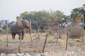 African elephant close to village protected by fence human animal conflict,elephants,fence,fenced off,human,humans,people,village,African elephant,Loxodonata africana,Loxodonta africana,Elephants,Elephantidae,Chordates,Chordata,Elephants, Mammoths, Mast