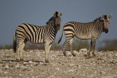 Plains zebra stood with mountain zebra zebra,horses,wild horse,mountain zebra,Equus zebra,differentiation,speciation,Plains zebra,Equus quagga,Chordates,Chordata,Perissodactyla,Odd-toed Ungulates,Equidae,Horses, Donkeys, Zebras,Mammalia,Ma