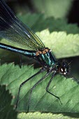 Banded demoiselle Calopteryx splendens,Banded demoiselle,Insects,Insecta,Broad-winged Damselflies,Calopterygidae,Odonata,Dragonflies and Damselflies,Arthropoda,Arthropods,banded agrion,Caloptéryx Éclatant,Animalia,As