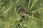 House sparrow Adult,Passer domesticus,House sparrow,Ploceidae,Weavers,Aves,Birds,Old World Sparrows,Passeridae,Perching Birds,Passeriformes,Chordates,Chordata,Moineau domestique,Passer,Omnivorous,domesticus,Africa,