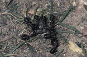 Southern wood ants fighting over prey Formica rufa,Southern wood ant,Arthropoda,Arthropods,Insects,Insecta,Sawflies, Ants, Wasps, Bees,Hymenoptera,Ants,Formicidae,Europe,Terrestrial,Carnivorous,rufa,Asia,Animalia,Near Threatened,Temperate