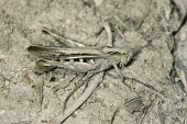 Female common field grasshopper ovipositing Common field grasshopper,Chorthippus brunneus,Orthoptera,Grasshoppers, Crickets and Katydids,Acrididae,Grasshoppers and Locusts,Arthropoda,Arthropods,Insects,Insecta,Omnivorous,Common,Animalia,Chorthi