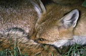 Red fox with nose tucked into tail Adult,Vulpes vulpes,Red fox,Chordates,Chordata,Mammalia,Mammals,Carnivores,Carnivora,Dog, Coyote, Wolf, Fox,Canidae,Renard Roux,Zorro Rojo,ZORRO,Asia,Africa,Common,Riparian,Terrestrial,Animalia,vulpes