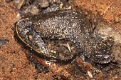 Great crested newt Adult,Great crested newt,Triturus cristatus,Salamandridae,Newts,Chordates,Chordata,Salamanders,Caudata,Amphibians,Amphibia,northern crested newt,warty newt,Urodela,Wildlife and Conservation Act,STAT_H