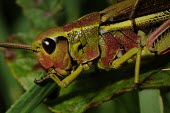 Large marsh grasshopper, close up Stethophyma grossum,Large marsh grasshopper,Arthropoda,Arthropods,Insects,Insecta,Orthoptera,Grasshoppers, Crickets and Katydids,Acrididae,Grasshoppers and Locusts,Wetlands,Europe,Animalia,Omnivorous,