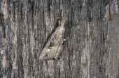 Buttoned Snout Hypena rostralis,White-line Snout,Insects,Insecta,Arthropoda,Arthropods,Noctuidae,Owlet Moths,Lepidoptera,Butterflies, Skippers, Moths,Buttoned snout moth,Fluid-feeding,Hypena,Animalia,Urban,Flying,Ag