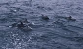 Pod of short-beaked common dolphins How does it live ?,Social behaviour,Short-beaked common dolphin,Delphinus delphis,Cetacea,Whales, Dolphins, and Porpoises,Mammalia,Mammals,Chordates,Chordata,Oceanic Dolphins,Delphinidae,Dauphin Commu