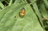 Seven-spot ladybird pupa 7-spot ladybird,Coccinella 7-punctata,Coccinellidae,Ladybird Beetles,Arthropoda,Arthropods,Insects,Insecta,Coleoptera,Beetles,Coccinella septempunctata,Seven-spot ladybird,Agricultural,Common,Europe,F