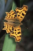 Comma butterfly Polygonia c-album,Comma,Insects,Insecta,Nymphalidae,Brush-Footed Butterflies,Arthropoda,Arthropods,Lepidoptera,Butterflies, Skippers, Moths,Asia,Flying,Africa,Urban,Fluid-feeding,Agricultural,Animalia