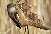Bearded parrotbill on reed Adult,Panurus biarmicus,Bearded parrotbill,Perching Birds,Passeriformes,Chordates,Chordata,Old World Babbler,Timaliidae,Aves,Birds,bearded tit,bearded reedling,Omnivorous,Fresh water,Temperate,Flying,