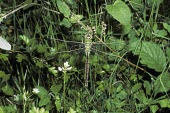 Emperor dragonfly Emperor dragonfly,Anax imperator,Odonata,Dragonflies and Damselflies,Insects,Insecta,Arthropoda,Arthropods,Darners,Aeshnidae,Anax Empereur,Asia,Europe,imperator,Carnivorous,Streams and rivers,Africa,A