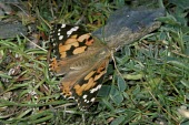 Painted lady butterfly Vanessa (Cynthia) cardui,Painted lady,Nymphalidae,Brush-Footed Butterflies,Arthropoda,Arthropods,Insects,Insecta,Lepidoptera,Butterflies, Skippers, Moths,Cynthia cardui,Vanessa cardui,Australia,Asia,S