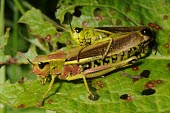 Male and female large marsh grasshoppers Stethophyma grossum,Large marsh grasshopper,Arthropoda,Arthropods,Insects,Insecta,Orthoptera,Grasshoppers, Crickets and Katydids,Acrididae,Grasshoppers and Locusts,Wetlands,Europe,Animalia,Omnivorous,