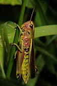 Female large marsh grasshopper Stethophyma grossum,Large marsh grasshopper,Arthropoda,Arthropods,Insects,Insecta,Orthoptera,Grasshoppers, Crickets and Katydids,Acrididae,Grasshoppers and Locusts,Wetlands,Europe,Animalia,Omnivorous,