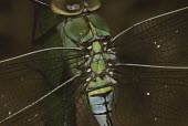 Emperor dragonfly Emperor dragonfly,Anax imperator,Odonata,Dragonflies and Damselflies,Insects,Insecta,Arthropoda,Arthropods,Darners,Aeshnidae,Anax Empereur,Asia,Europe,imperator,Carnivorous,Streams and rivers,Africa,A