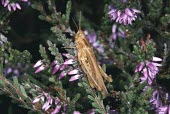Common field grasshopper on heather Common field grasshopper,Chorthippus brunneus,Orthoptera,Grasshoppers, Crickets and Katydids,Acrididae,Grasshoppers and Locusts,Arthropoda,Arthropods,Insects,Insecta,Omnivorous,Common,Animalia,Chorthi