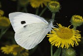 Large white on flower Large white,Pieris brassicae,Lepidoptera,Butterflies, Skippers, Moths,Insects,Insecta,Arthropoda,Arthropods,Nymphalidae,Brush-Footed Butterflies,Fluid-feeding,Common,Europe,Pieris,Animalia,Urban,Agric