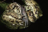Common toads in amplexus in water Adult Female,Mating or Reproductive Act,Reproduction,Adult,Adult Male,Bufo bufo,Common toad,Chordates,Chordata,Anura,Frogs and Toads,Bufonidae,Toads,Amphibians,Amphibia,Crapaud Commun,Sapo Común,Crap