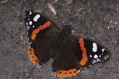 Red admiral Vanessa atalanta,Red admiral,Nymphalidae,Brush-Footed Butterflies,Lepidoptera,Butterflies, Skippers, Moths,Arthropoda,Arthropods,Insects,Insecta,Urban,North America,Europe,Flying,Common,Fluid-feeding,
