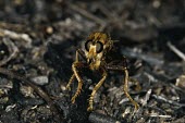 Hornet robberfly, anterior view Hornet robber fly,Asilus crabroniformis,Robber Flies,Asilidae,Arthropoda,Arthropods,Insects,Insecta,Diptera,True Flies, Flies,Hornet robberfly,Carnivorous,Europe,Flying,Animalia,Temperate,Heathland,As