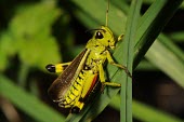 Large marsh grasshopper Stethophyma grossum,Large marsh grasshopper,Arthropoda,Arthropods,Insects,Insecta,Orthoptera,Grasshoppers, Crickets and Katydids,Acrididae,Grasshoppers and Locusts,Wetlands,Europe,Animalia,Omnivorous,